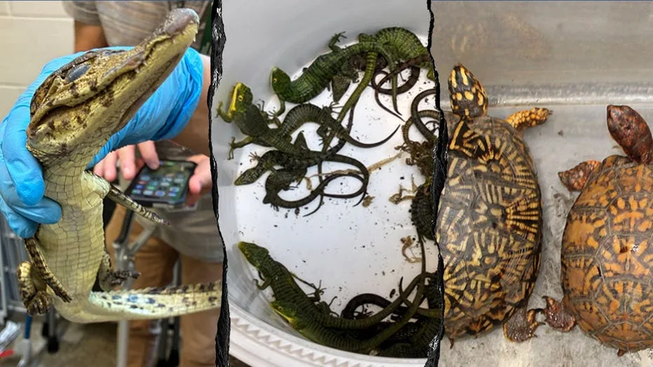 Woman Arrested at Border After 69 Live Animals, Including Vipers and Caimans, Found in Hidden Car Compartment