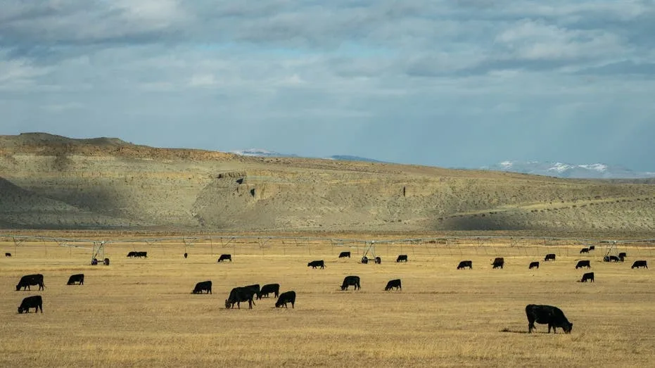 Wyoming Democrats Tap Former State Legislator for Uphill Senate Bid